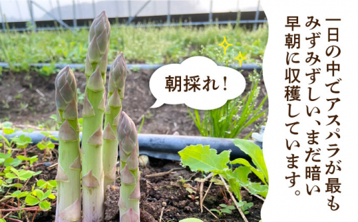 【先行予約】栽培期間中農薬不使用！ 朝採れのアスパラガス 1kg 糸島市 / 髙橋農園 [ANM001]