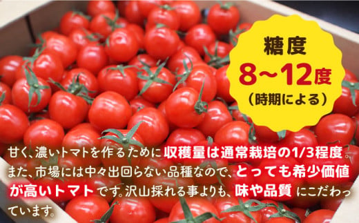 【先行予約】ミニトマト （ プチぷよ ） 1kg×2箱 （2kg） 【2024年10月以降順次発送】 糸島市 / かわぞえ農園 ぷちぷよ トマト [AAM002]