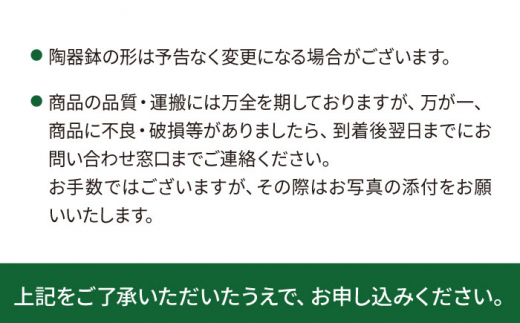 グリーンとホワイトのコントラストが美しい『 フィロデンドロン ・ バーキン 』 糸島市  / cocoha 観葉植物 [AWB032]