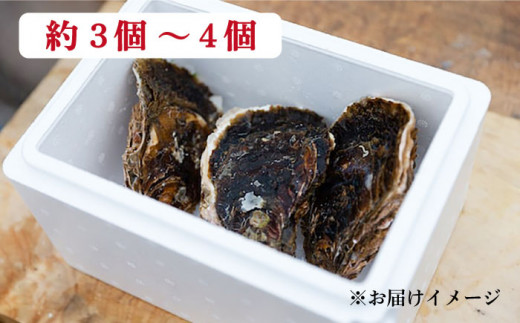 【 特大 ！ 】 糸島産 岩牡蠣 1kg (3～4個) 糸島市 / JF糸島 糸島漁業協同組合 [AKD006]