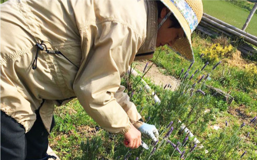 ハーブ 4点 ギフト セット 贈答品 栽培期間中農薬不使用 ≪糸島≫【薬香農園コア・ファーム】[AJC003]