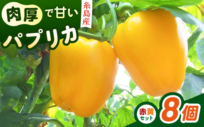 糸島産 肉厚 パプリカ 8個 福岡県  糸島市 / シーブ [AHC031] 野菜 ピーマン 野菜 やさい パプリカ ピーマン 肉厚 生 ピクルス マリネ 肉詰め