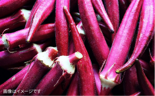 【 全12回定期便 】【 福岡県 糸島産 】朝採れ 温野菜 サラダ セット《糸島》【オーガニックナガミツファーム】[AGE021]