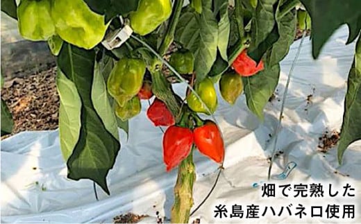 ハバネロ 調味料 200ml 4本セット《糸島》【シェフのごはんやさん四季彩】【いとしまごころ】[ACC008]