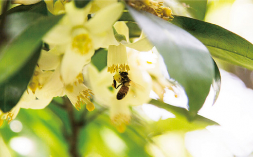 【全6回定期便】糸島 はちみつ 520g 糸島市 / ヴァンベールフーズ /百花 / 蜂蜜 [AFJ006] 蜂蜜 はちみつ ハチミツ 国産 非加熱 無添加 紅茶 日本蜜蜂