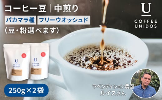 中煎り コーヒー 豆 250g × 2袋 （ 豆 ・ 粉 選べます ） ニカラグア産 ラベンディション農園 パカマラ種 フリーウォッシュド 《糸島》 【COFFEE UNIDOS】 [AQF002]