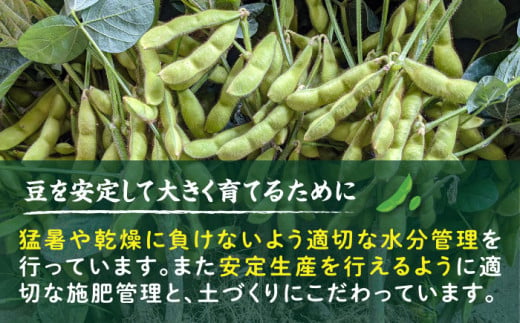 【期間限定！】黒大豆枝豆【幸】1.2kg （400g×3袋） 糸島市 / 染井野菜園 [AZM001]