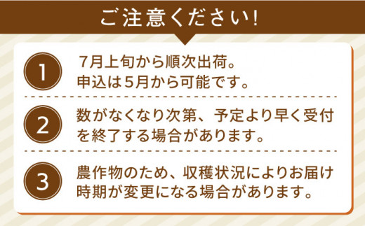 果物 みたいに 極甘 ！ 早朝 収穫 とうもろこし Lサイズ (300g)× 8本 糸島市 / 有限会社ウラタ農園 [ALI003]