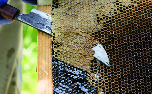 糸島 はちみつ 320g 糸島市 / ヴァンベールフーズ 百花 蜂蜜 [AFJ001] 蜂蜜 はちみつ ハチミツ 国産 非加熱 無添加 紅茶 日本蜜蜂