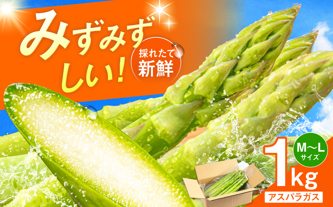採れたてを直送！糸島野菜 アスパラガス 1kg (M-Lサイズ) 糸島市 / しろファーム 野菜 アスパラ [AHQ001]