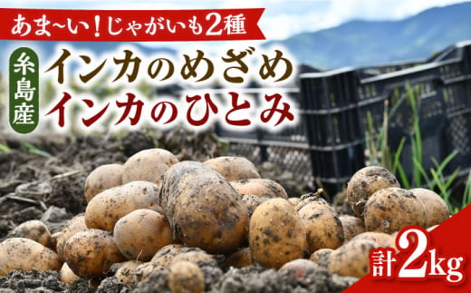 糸島育ちのジャガイモ 2種食べ比べ インカのめざめ インカのひとみ 各1kg・計2kg 糸島市 / 糸島ボンテール農園 [ACO012]