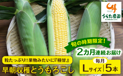 【全2回定期便】果物みたいに『極甘』早朝収穫 とうもろこし Lサイズ(300g)×5本 糸島市 / 有限会社ウラタ農園 [ALI005]