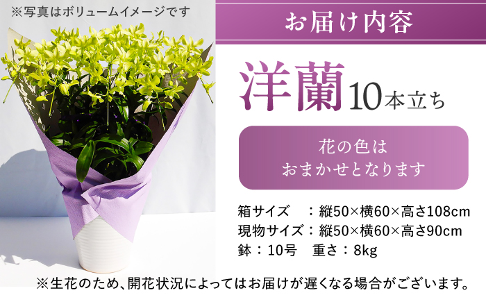 【 10セット 限定 】 デンファレ （ 洋蘭 ） 10本 立ち糸島市 / 和饗エコファーム株式会社 蘭 洋蘭 デンファレ 花 インテリア お祝い 贈り物 [AVI001]
