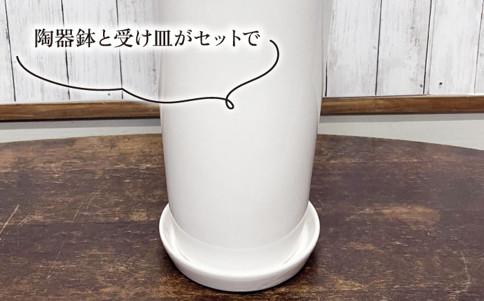 マイナスイオン発生 サンセベリア・ローレンチー大 スリムポットL 糸島市 / cocoha 観葉植物 グリーン 緑 インテリア [AWB040] 観葉植物 緑 グリーン 暮らし インテリア 植物 鉢 おしゃれ 室内 ギフト