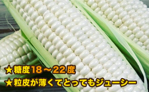 【 先行予約：2025年7月以降順次発送 】 糸島 トウモロコシ 『もきっこ』 白 （ 8～10本 ） 糸島市 / 内田農業 [AZH002]