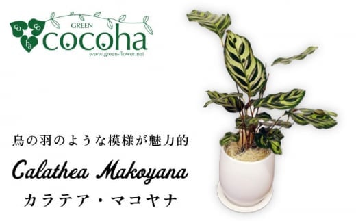 葉模様が独特で美しい『 カラテア ・ マコヤナ 』  糸島市  / cocoha [AWB023] 観葉植物 グリーン