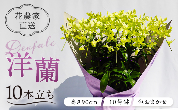 【 10セット 限定 】 デンファレ （ 洋蘭 ） 10本 立ち糸島市 / 和饗エコファーム株式会社 蘭 洋蘭 デンファレ 花 インテリア お祝い 贈り物 [AVI001]