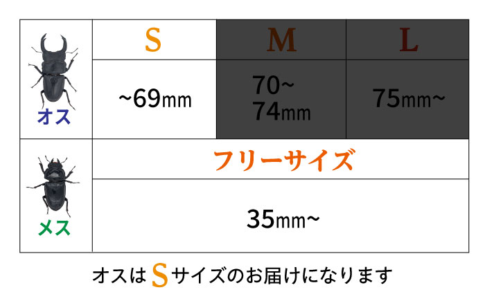 オオクワガタ ペア (Sサイズ)　糸島市 / 糸島クワガタの森 昆虫 ペット [AUN002] クワガタ オオクワガタ  クワガタムシ 昆虫 ペット 虫 生体 国産 ペア 成虫