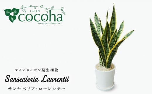 サンセベリア ・ ローレンチー  糸島市 / cocoha[AWB003] 観葉植物 グリーン