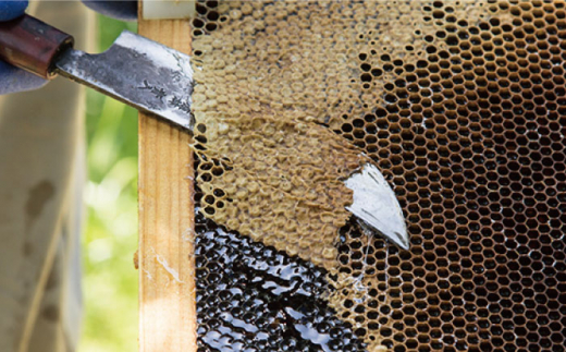 【全6回定期便】糸島 はちみつ 520g 糸島市 / ヴァンベールフーズ /百花 / 蜂蜜 [AFJ006] 蜂蜜 はちみつ ハチミツ 国産 非加熱 無添加 紅茶 日本蜜蜂