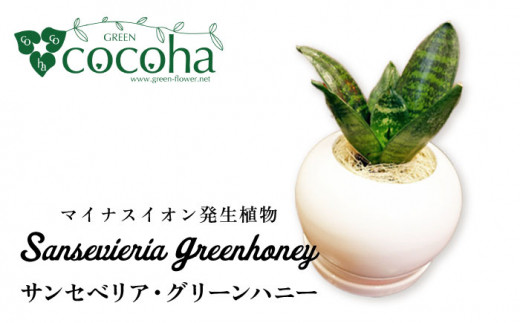 マイナスイオン発生植物『 サンセベリア ・ グリーンハニー 』  糸島市  / cocoha [AWB033] 観葉植物 インテリア グリーン 室内