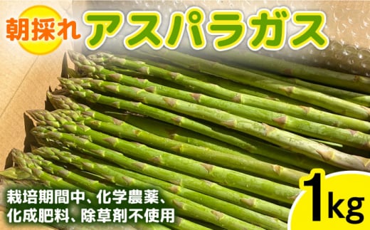 【先行予約】栽培期間中農薬不使用！ 朝採れのアスパラガス 1kg 糸島市 / 髙橋農園 [ANM001]