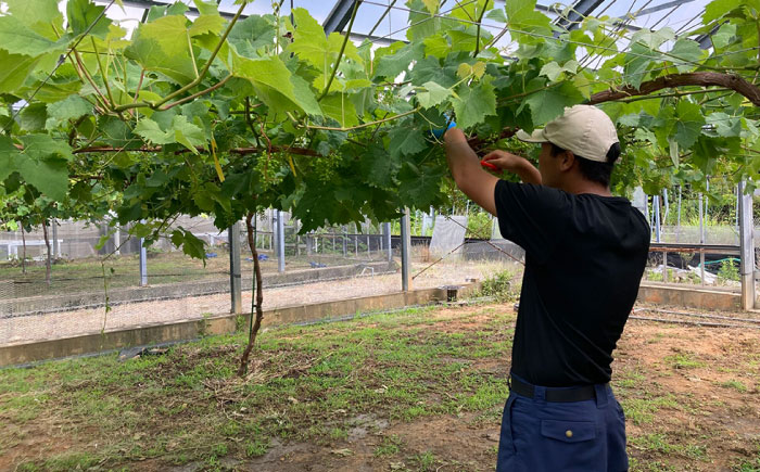 【先行受付】【糖度18度以上】 糸島産 シャインマスカット 2kg 【2026年8月中旬より順次発送】糸島市 / 和饗エコファーム フルーツ 果物 [AVI007]