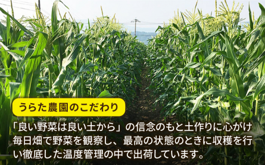 【全2回定期便】果物みたいに『極甘』早朝収穫 とうもろこし Lサイズ(300g)×5本 糸島市 / 有限会社ウラタ農園 [ALI005]