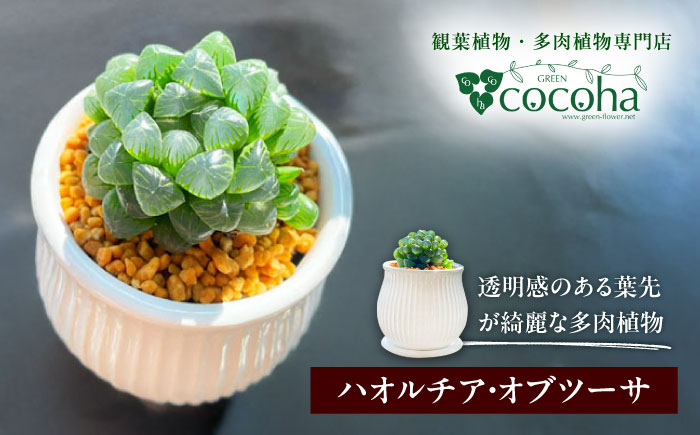 キラキラ輝く砂漠の宝石 『ハオルチア・オブツーサ』 糸島市 / cocoha?観葉植物 グリーン 緑 インテリア [AWB043]