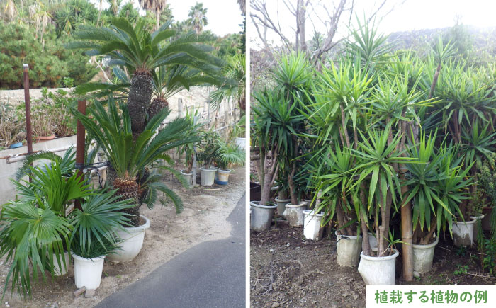 グリーンコーディネートチケット 11万円分【施工込み】糸島市 / サン・グリーン 園芸 植木 [AVN001] グリーン コーディネート 施工 チケット 造園 園芸 緑化 工事 樹木 植物