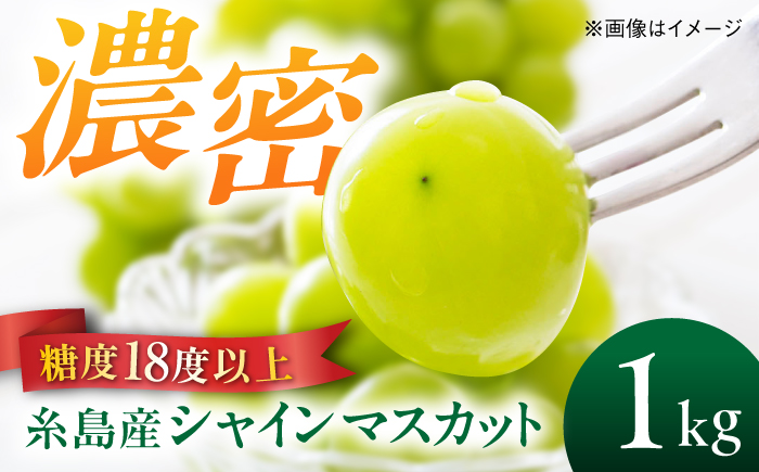 【先行受付】【糖度18度以上】 糸島産 シャインマスカット 1kg 【2026年8月中旬より順次発送】 糸島市 / 和饗エコファーム フルーツ 果物 [AVI006]
