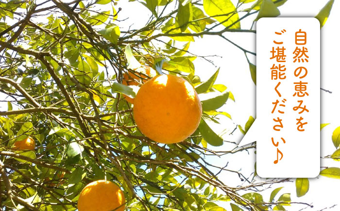 【先行受付】甘夏 3kg 【2026年3月下旬以降順次発送】【栽培期間中農薬・化学肥料不使用】 糸島市 / 大石ファーム [ATE043]