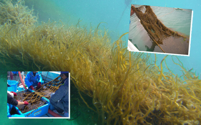 糸島産ふともずく（ソウメンノリ）100ｇ×10P　糸島市 / 糸島漁業協同組合芥屋支所 モズク 海藻 [AHR002]