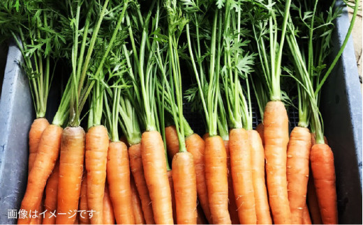 【 全12回定期便 】【 福岡県 糸島産 】朝採れ 温野菜 サラダ セット《糸島》【オーガニックナガミツファーム】[AGE021]