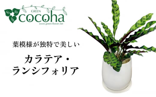 葉模様が独特で美しい 『カラテア・ランシフォリア (インシグニス)』 糸島市 / cocoha 観葉植物 グリーン 緑 インテリア [AWB037]