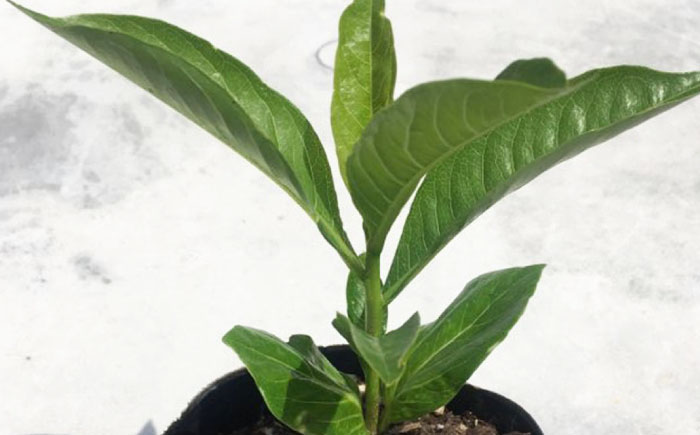 バオバブの苗 糸島市 / バオバブ・サンライズ 植物 苗 [AJR001]