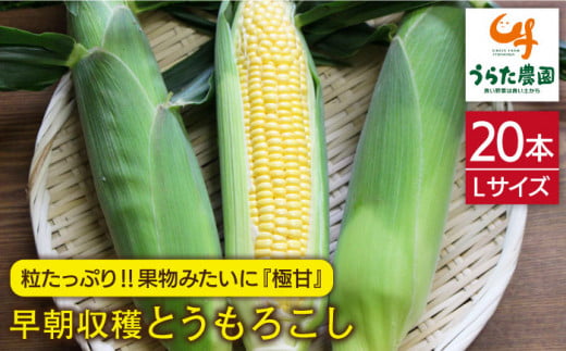 果物 みたいに 極甘 ！ 早朝 収穫 とうもろこし Lサイズ (300g)×20本 糸島市 / 有限会社ウラタ農園 [ALI002]