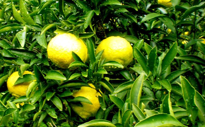 爽やかに甘い！ 糸島産 「はるか」 ジャンボサイズ 約5kg（3L-4Lサイズミックス）糸島市 / 二丈赤米産直センター [ABB031]