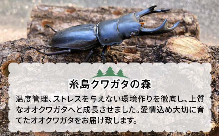オオクワガタ ペア (Sサイズ)　糸島市 / 糸島クワガタの森 昆虫 ペット [AUN002] クワガタ オオクワガタ  クワガタムシ 昆虫 ペット 虫 生体 国産 ペア 成虫
