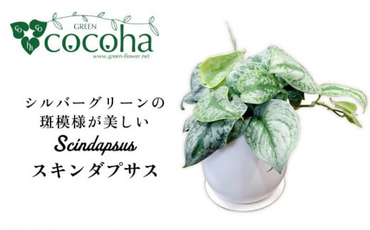 シルバーグリーンの斑模様が美しい『 スキンダプサス 』 糸島市  / cocoha 観葉植物 [AWB030]