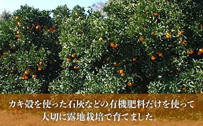 【先行受付】糸島産ネーブル10kg 【2026年2月下旬以降順次発送】 糸島市 / シーブ みかん 柑橘 [AHC069]