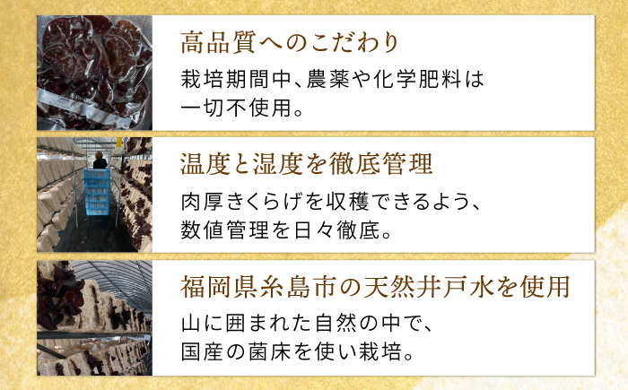 【全3回定期便】結樹農園 アグリス めんたい きくらげ 300g×3P 《糸島》【結樹農園アグリス】 [AAJ008]