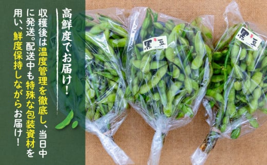 【期間限定！】黒大豆枝豆【幸】1.2kg （400g×3袋） 糸島市 / 染井野菜園 [AZM001]