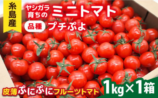 【先行予約】ミニトマト （ プチぷよ ）1kg×1箱 【2024年10月以降順次発送】 糸島市 / かわぞえ農園 ぷちぷよ トマト [AAM001]