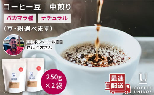 中煎り コーヒー 豆 250g × 2袋 （ 豆 ・ 粉 選べます ） エルポルベニール農園 パカマラ種 ナチュラル 《糸島》 【COFFEE UNIDOS】 [AQF004]