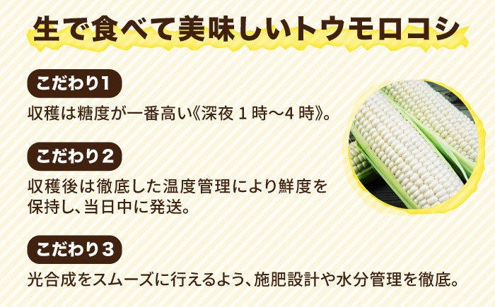 糸島産 トウモロコシ 「もきっこ」 白 (5本前後) 糸島市 / 内田農業 とうもろこし コーン [AZH005]