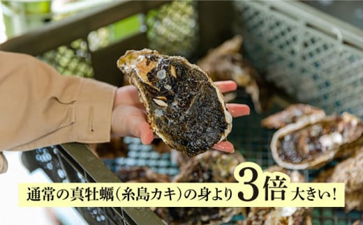 【 特大 ！ 】 糸島産 岩牡蠣 4kg (12～16個) 糸島市 / JF糸島 糸島漁業協同組合 [AKD007]