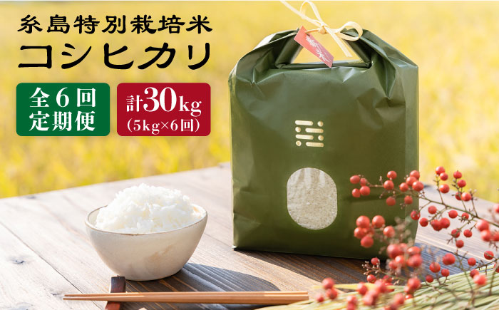 【全6回定期便】 とくべつ の中の とくべつ 糸島 特別栽培米 5kg （ コシヒカリ ） 糸島市 / 株式会社やました [ARJ006]