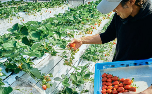 【その日一番のあまおうを即日出荷！】 本格 あまおう (300g×2パック) いちご 苺 糸島市 / みのりのりん [ABD002]