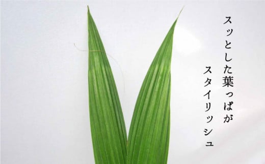 ココヤシ 観葉植物 《糸島》【はざま園芸】[AND004]